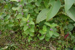 Neuracanthus sphaerostachys
